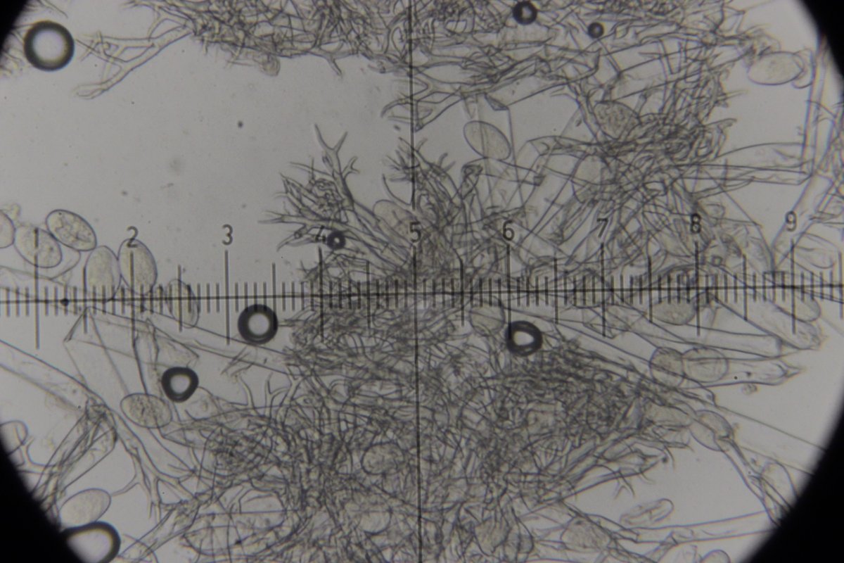 Hildener Heide-0143.jpg