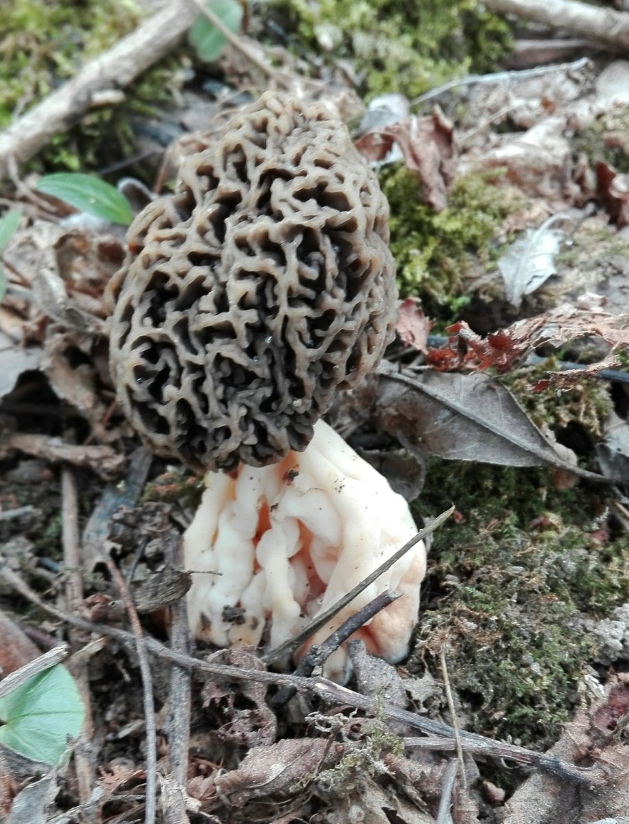 Braune Speisemorchel