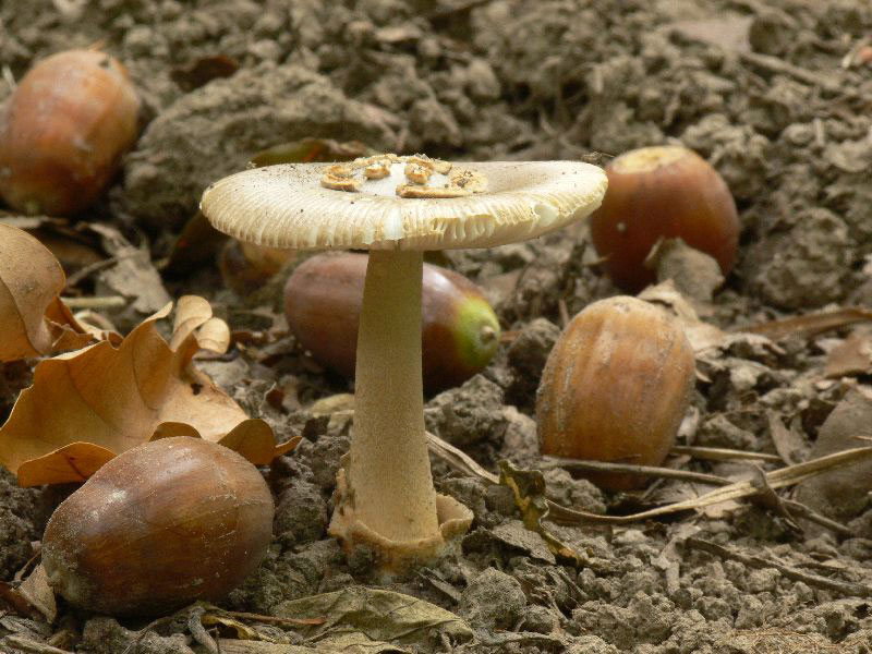 Amanita spec-022.jpg