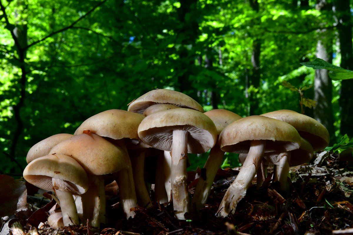 Agrocybe_praecox.jpg