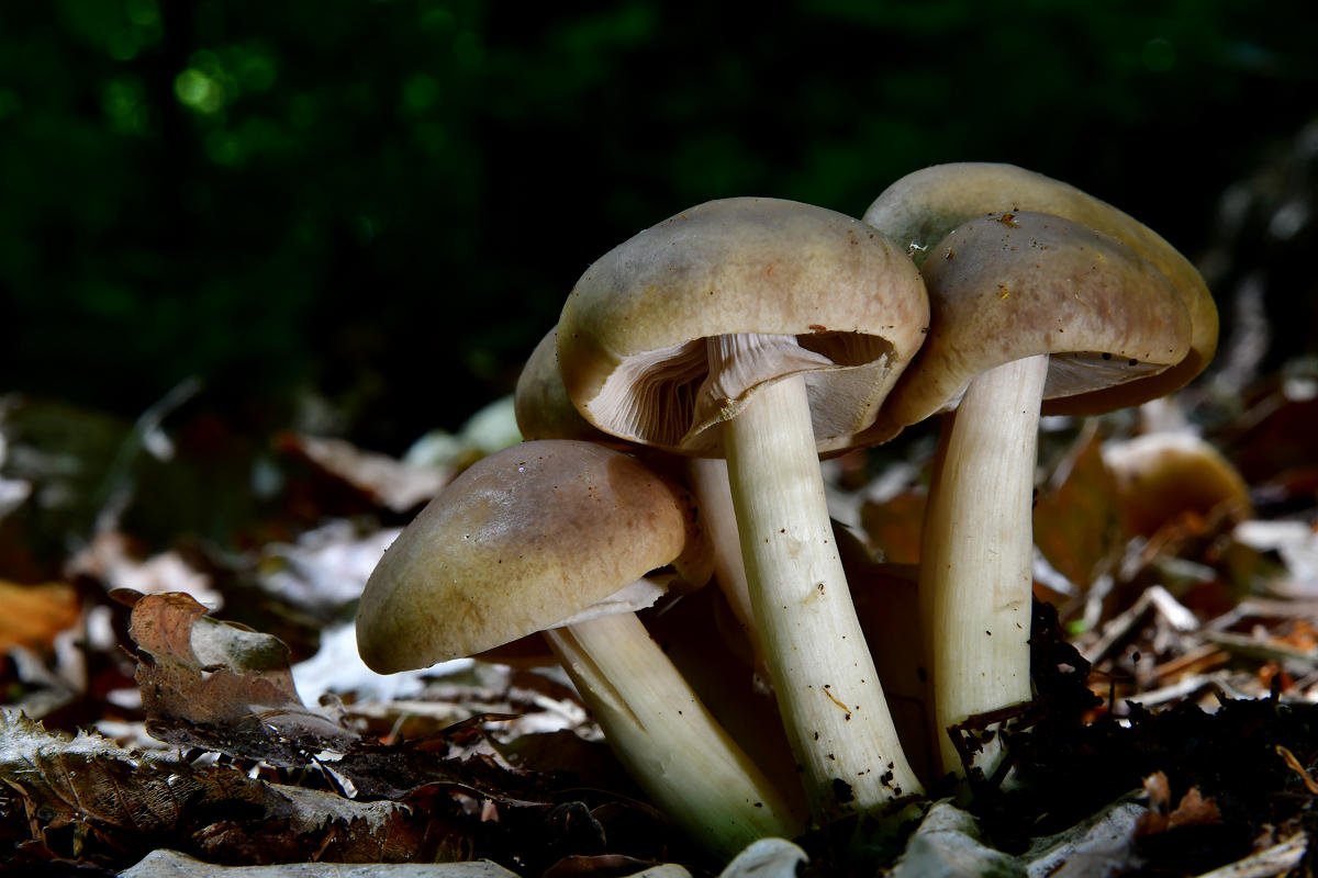 Agrocybe_praecox002.jpg