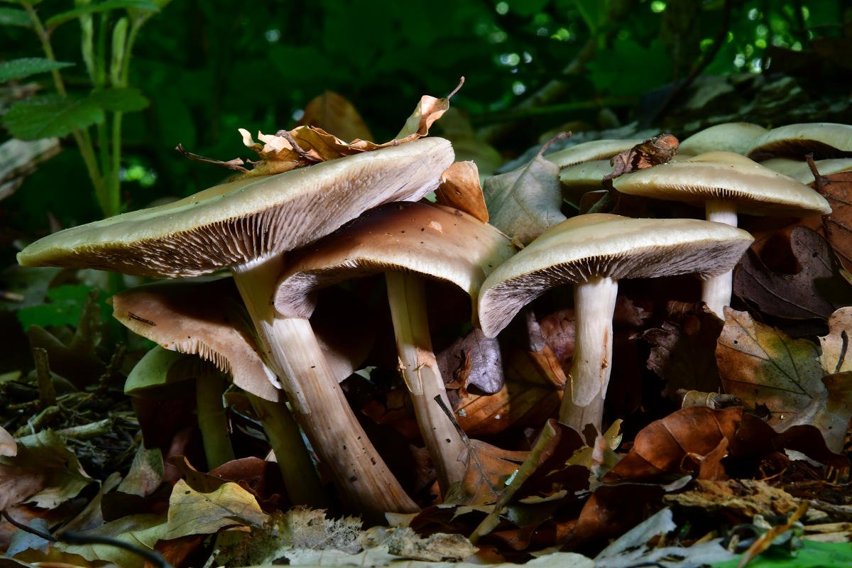 Agrocybe_praecox003.jpg