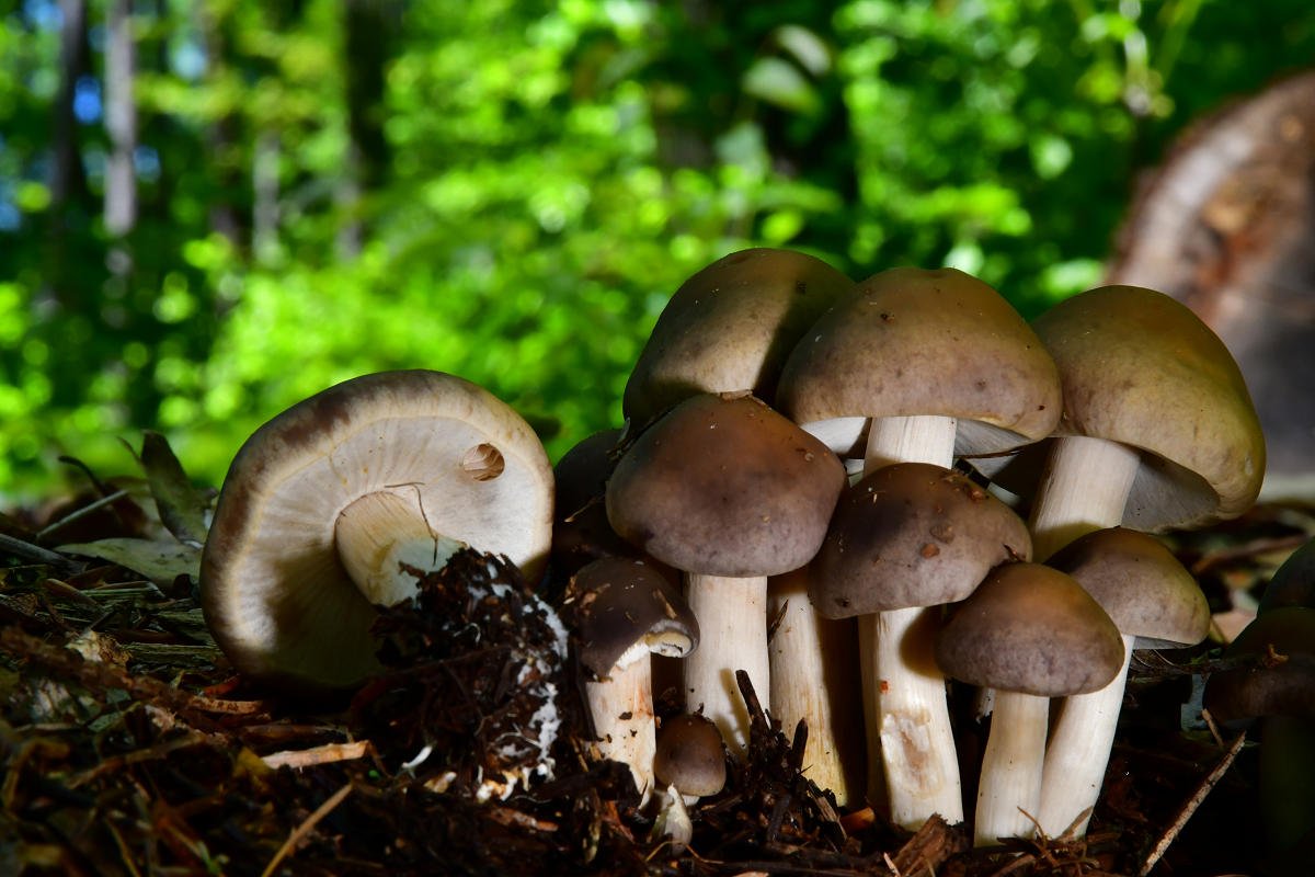 Agrocybe_praecox004.jpg