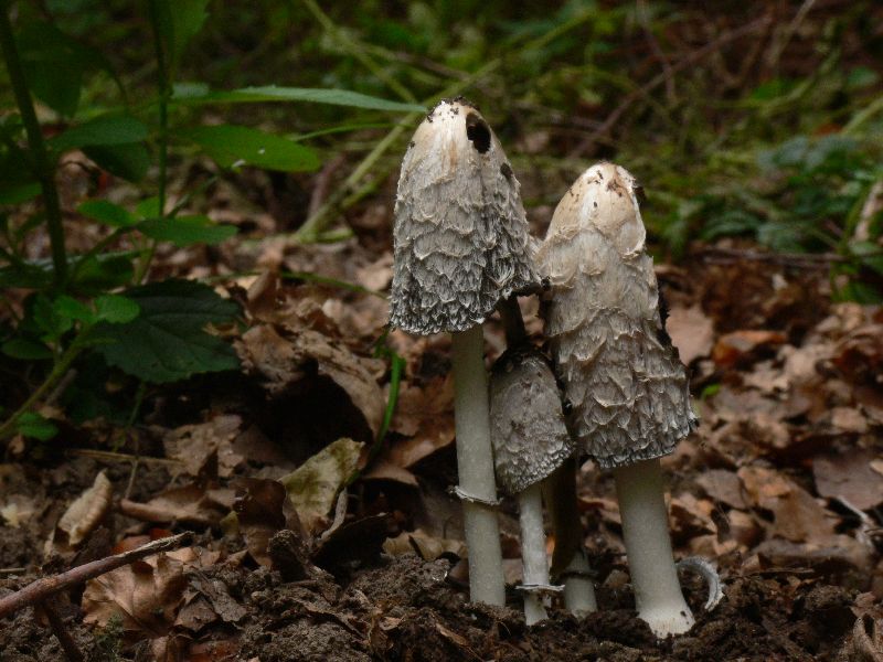 Coprinus_comatus_032.jpg