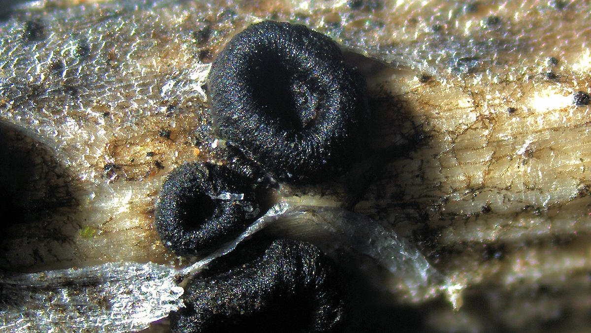Heterosphaeria patella.jpg