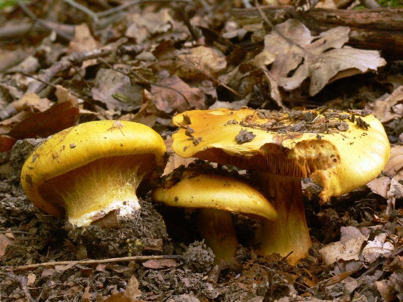 Cortinarius_citrinus_013.jpg