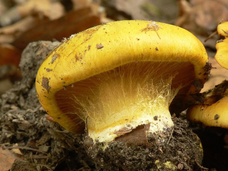 Cortinarius_citrinus_017_filtered.jpg