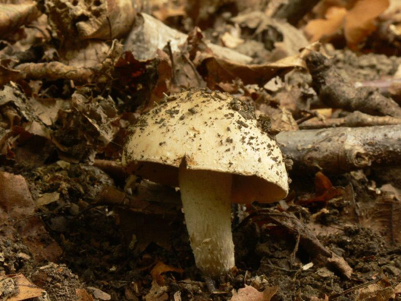 Hebeloma_spec-012.jpg