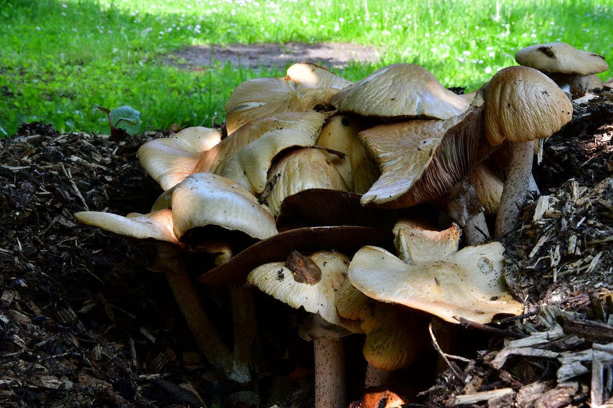 Agrocybe_rivulosa.jpg