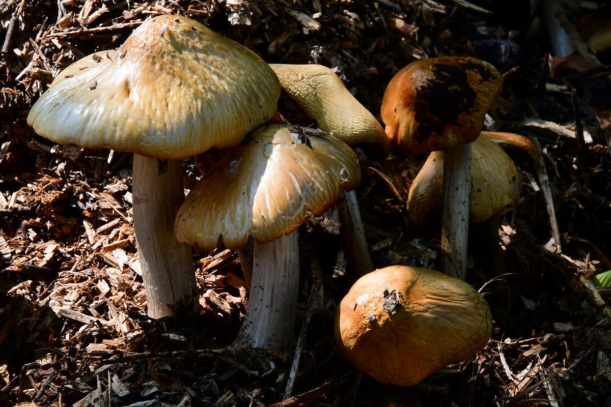 Agrocybe_rivulosa002.jpg