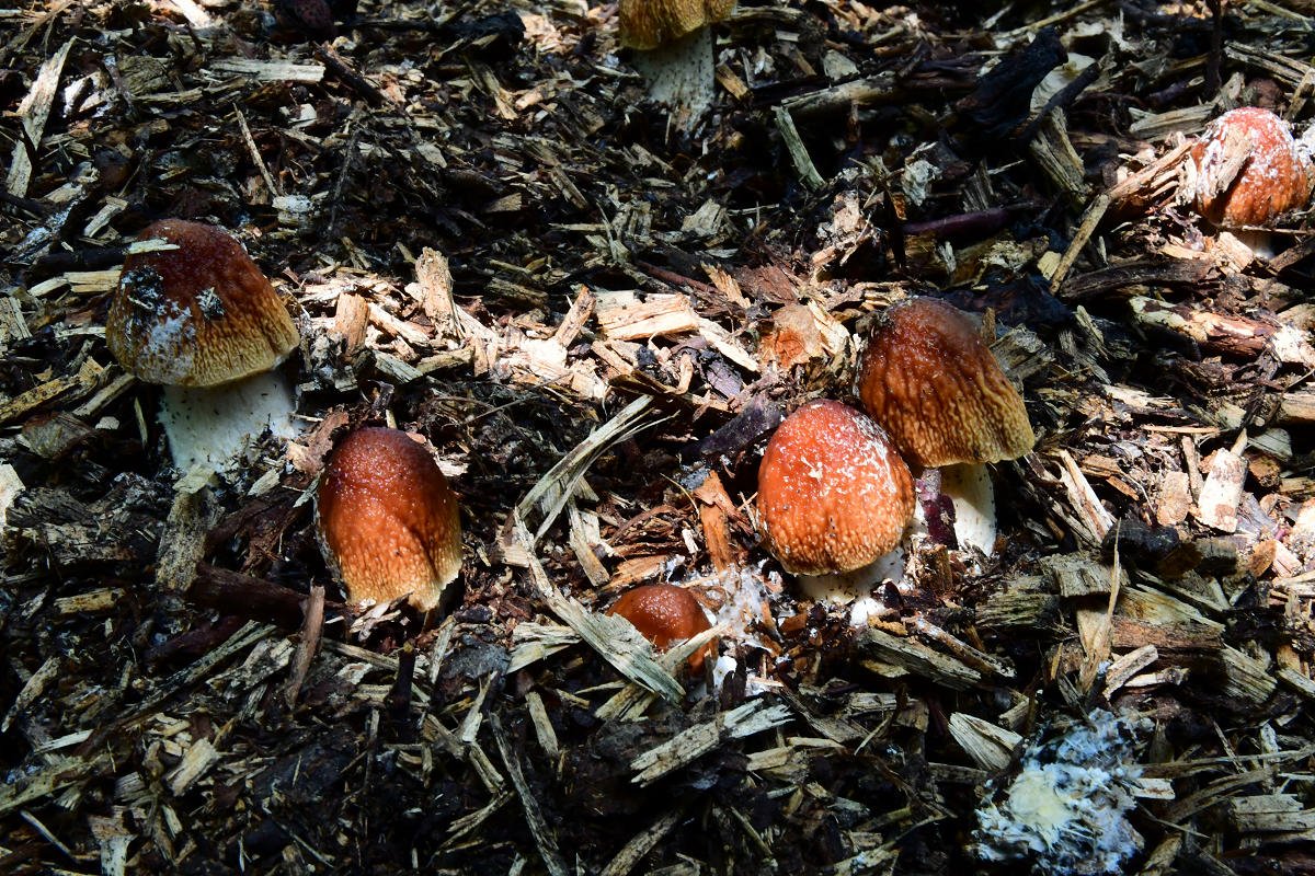 Agrocybe_rivulosa003.jpg