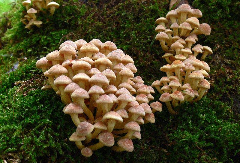 Hypholoma_fasciculare_001.jpg