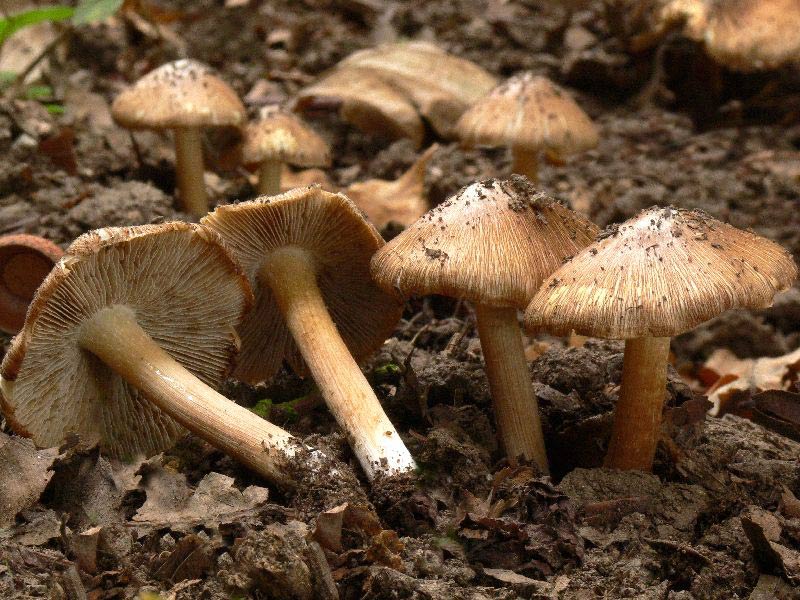 Inocybe_rimosa_030.jpg