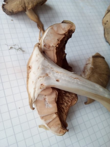 Wie man auf diesem Foto sieht, hat der Pilz nur einen knappen Millimeter &quot;Fleisch&quot; <br />über seinen durchwurmten Lamellen.