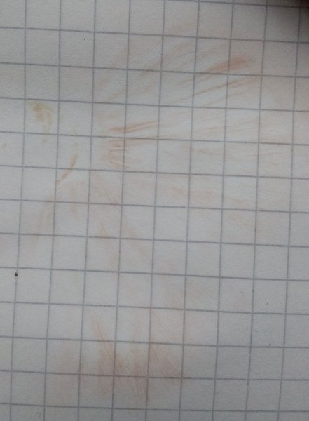 @ Günter, der Sporenabdruck von meinen Exemplaren schließt in der Tat den Maipilz aus.