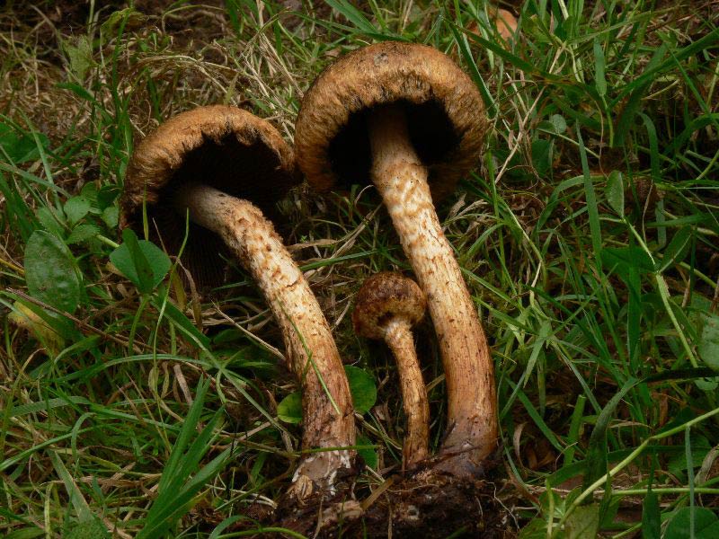 Lacrymarya_lacrymabunda_034.jpg