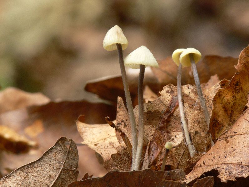 Mycena_flavescens_028.jpg