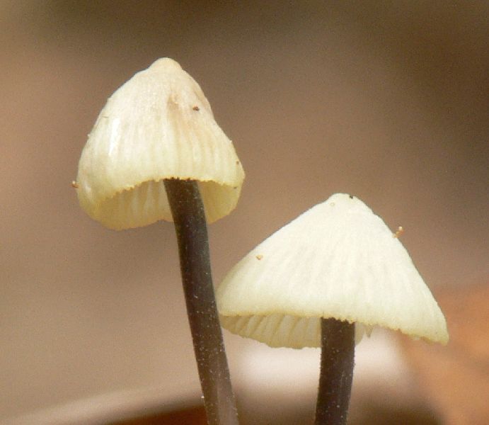 Mycena_flavescens_029b.jpg