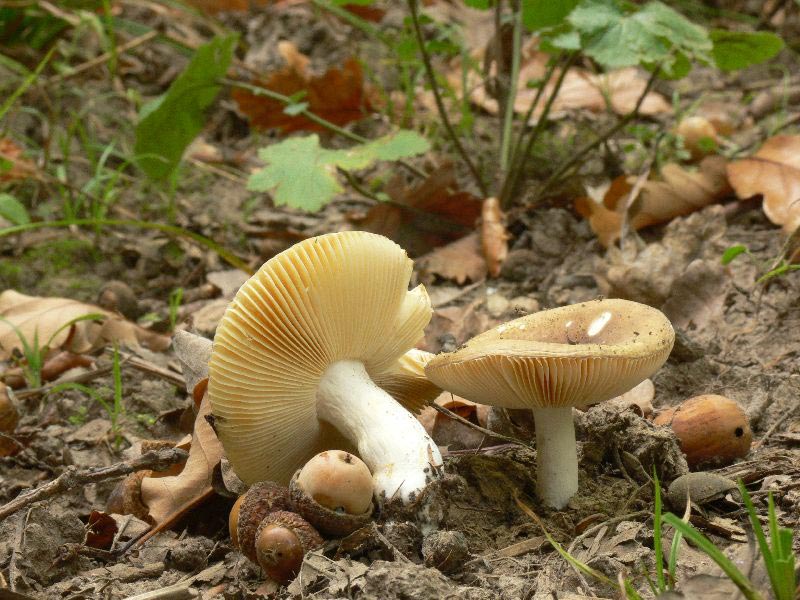 Russula_cuprea_021.jpg