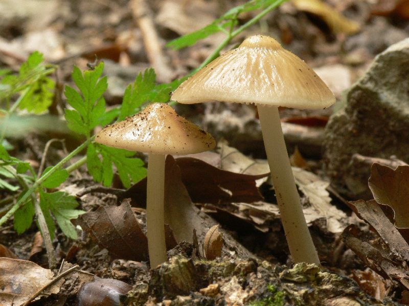 Xerula_radicata_023.jpg