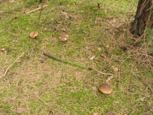 5 auf einen Streich.jpg