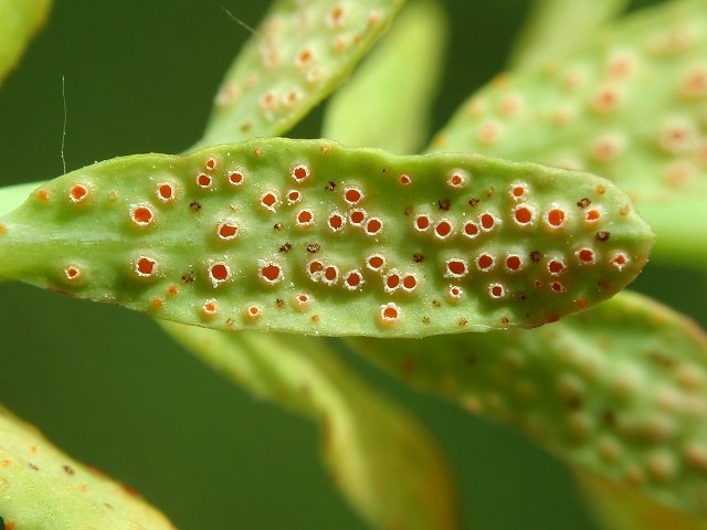 Euphorbia2.jpg
