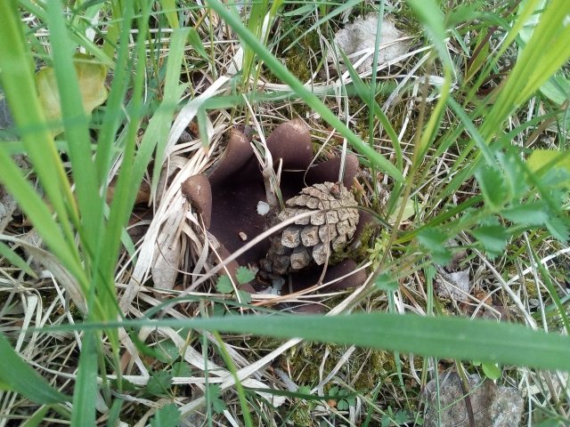 7 Kronenbecherling 640.jpg