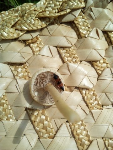 8 mit Insekt 640.jpg