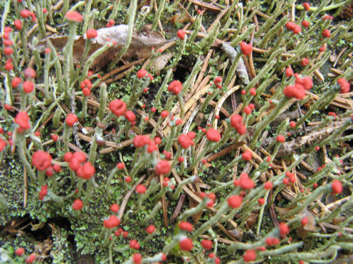 auf alten morschen Birkenstumpf.JPG