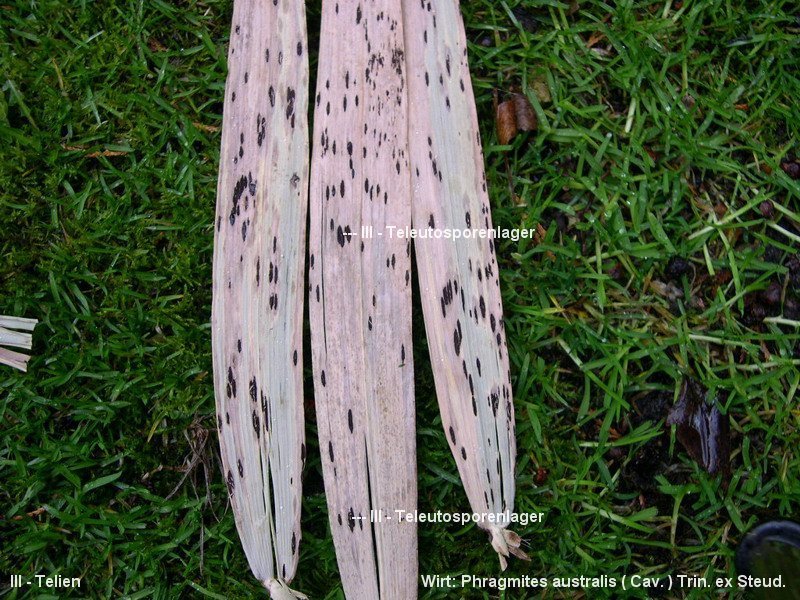 3-Puccinia phragmitis var. phragmitis-III-f.JPG