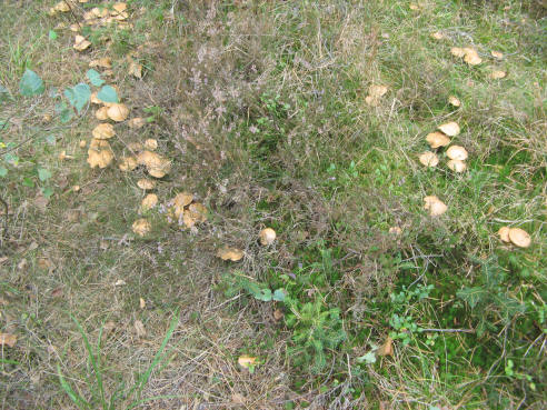 Kuhröhrlinge (massenhaft auf allen Wegen).jpg