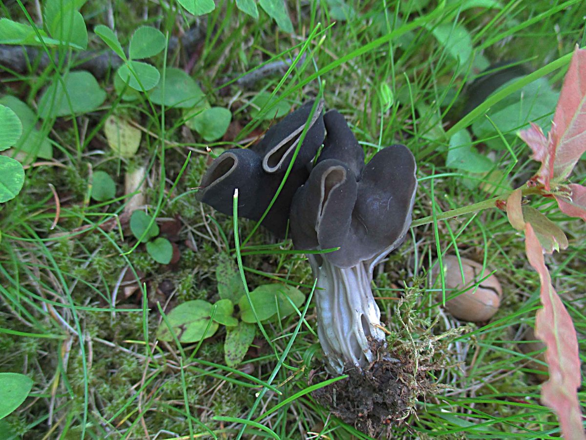 Gefurchte Lorchel.jpg