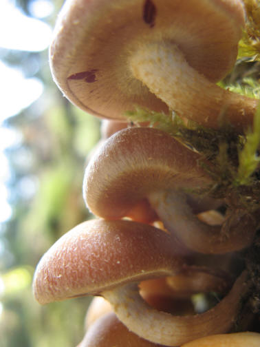 Pilze auf alten morschen Holz.jpg