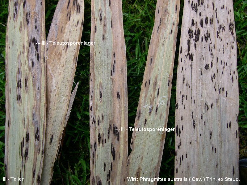 3-Puccinia phragmitis var. phragmitis-III-g.JPG