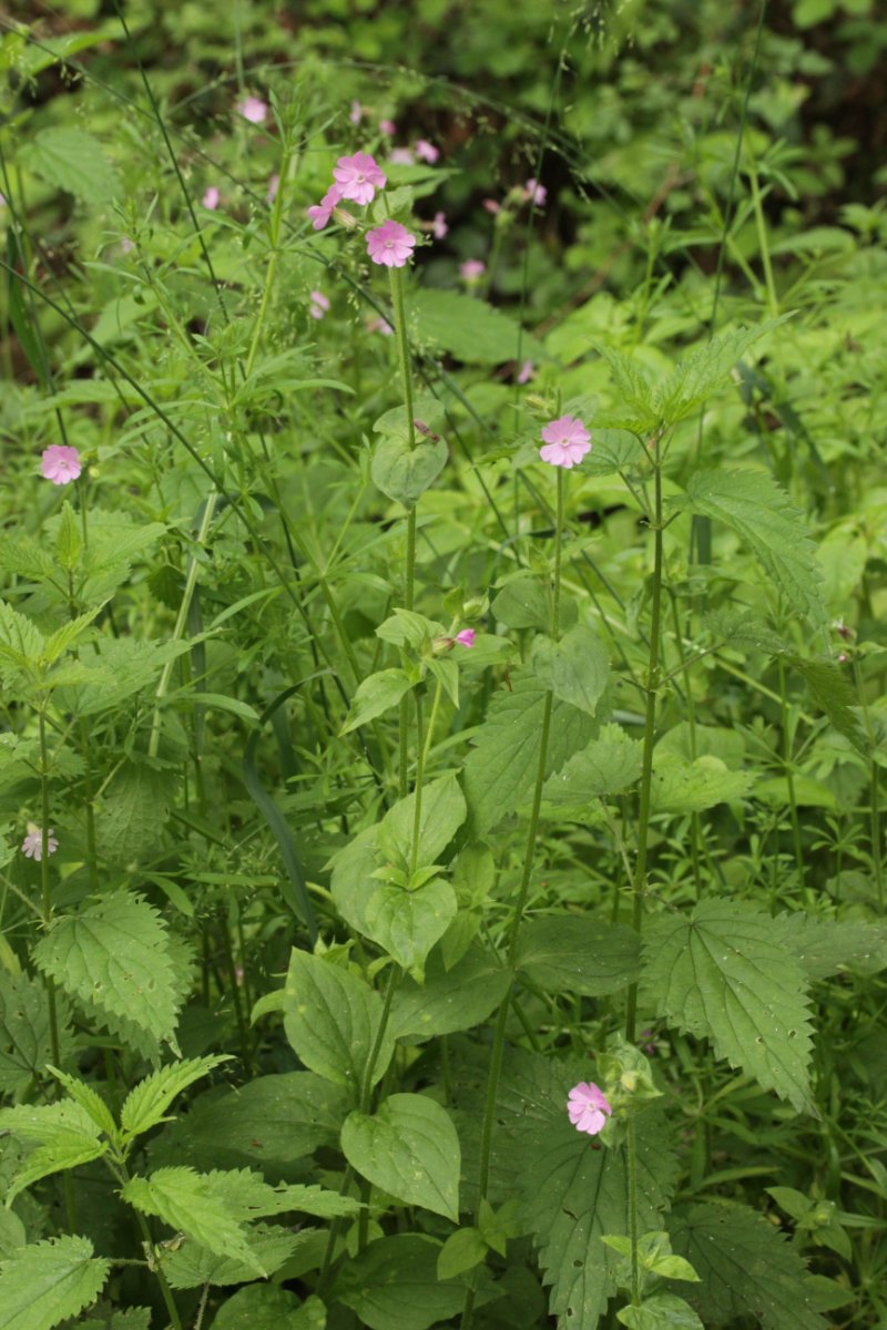 Stadtwald Duisburg-0021.jpg