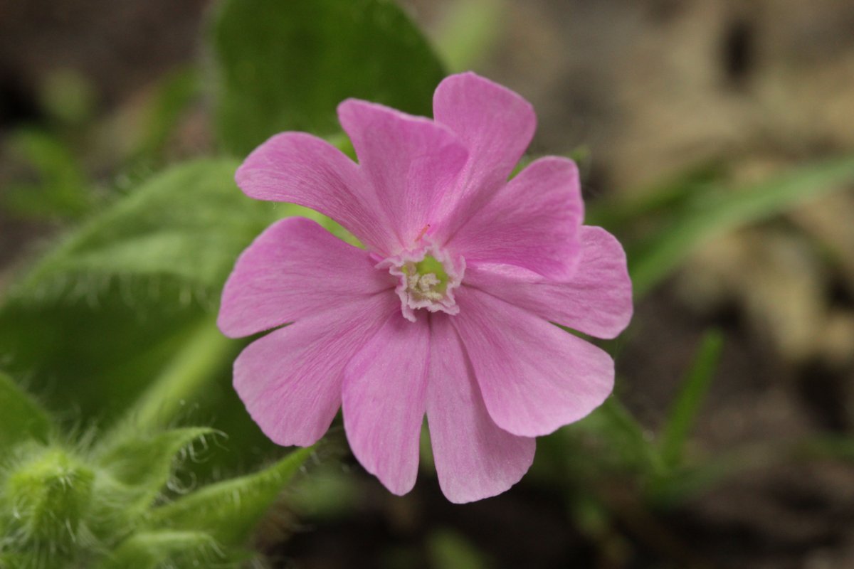 Stadtwald Duisburg-0028.jpg