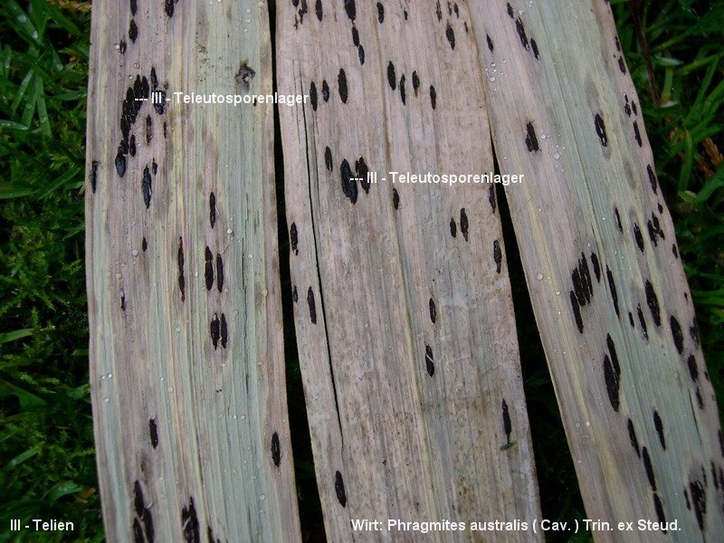 3-Puccinia phragmitis var. phragmitis-III-h.JPG