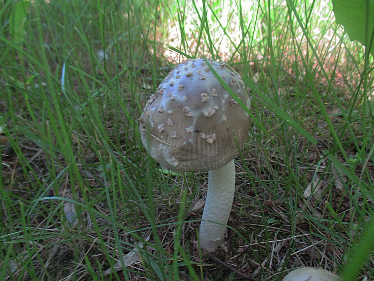 Amanita spec..jpg