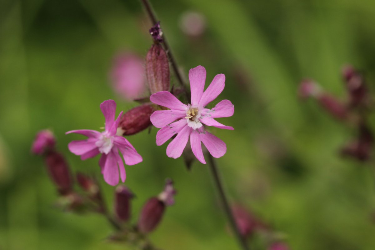 Botanischer Garten-0002.jpg