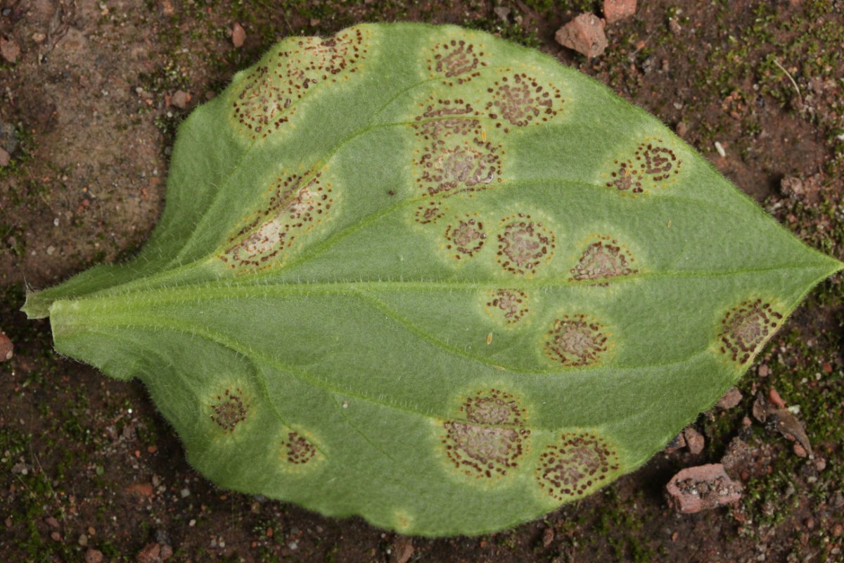 Botanischer Garten-0009.jpg