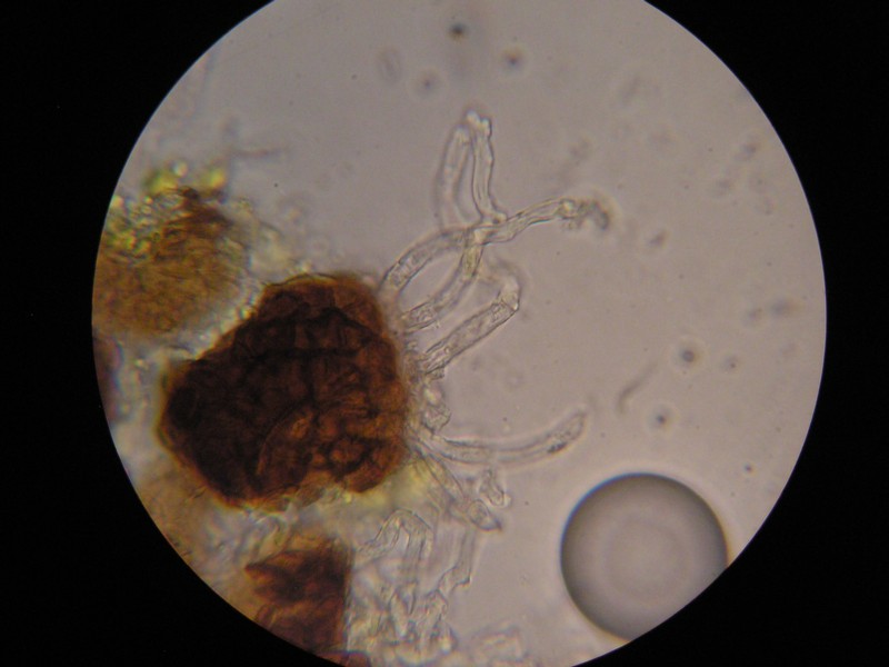 1000er Laax (27).JPG