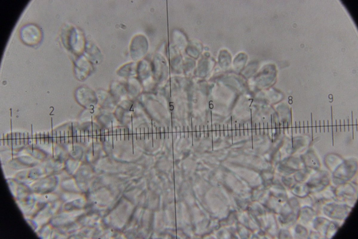 Botanischer Garten-0027.jpg