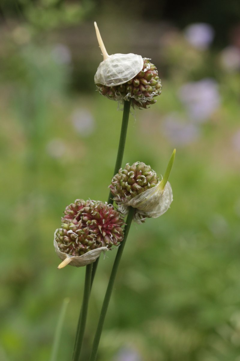 Botanischer Garten-0018.jpg