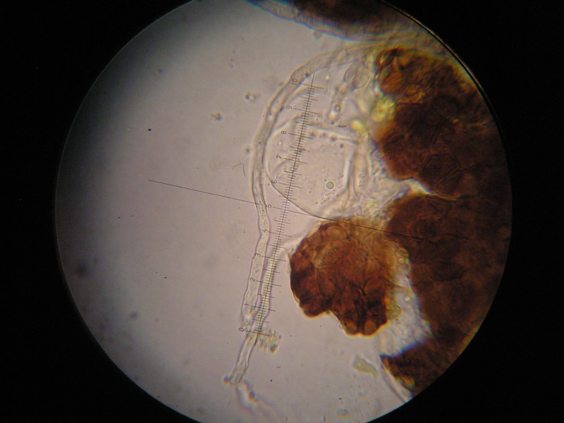 1000er Laax (34).JPG