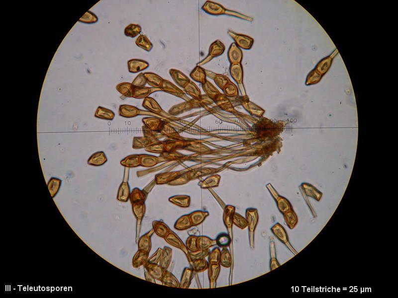 3-Puccinia phragmitis var. phragmitis-III-M1-Phragmites australis.JPG