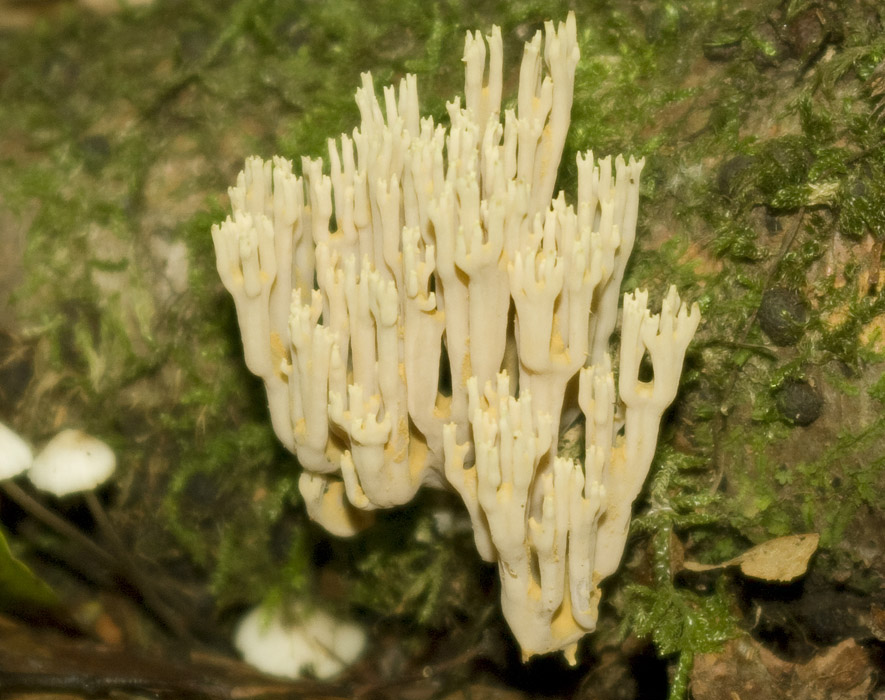 IMGP7627 Koralle f.jpg