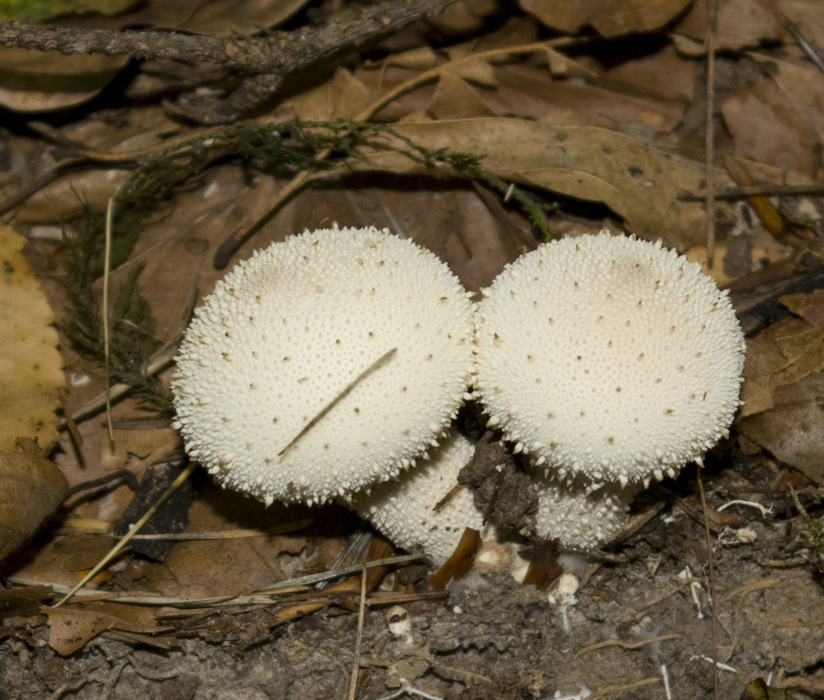 IMGP7632 Birnenstäublinge F.jpg