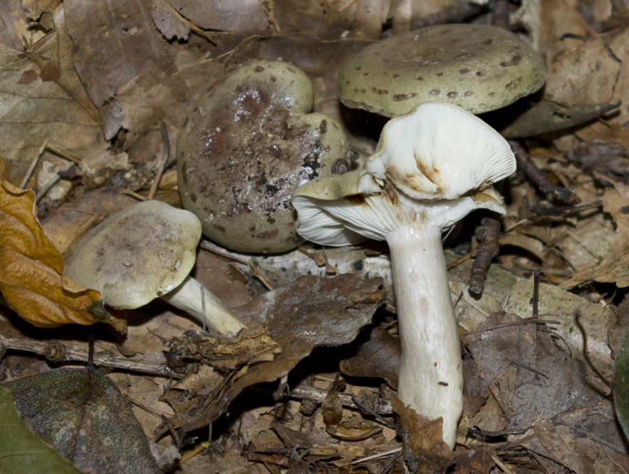 IMGP7629 Lac fluens a f.jpg