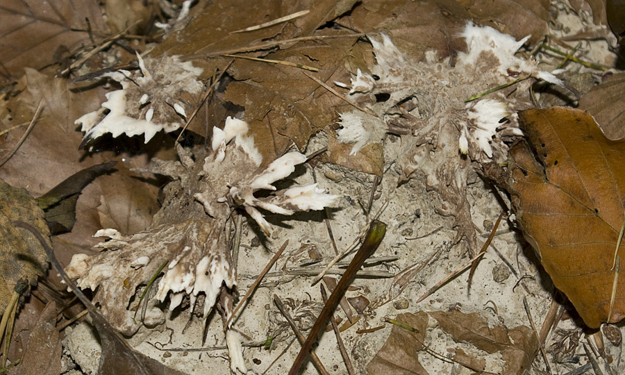 IMGP7631 Koralle weiß F.jpg