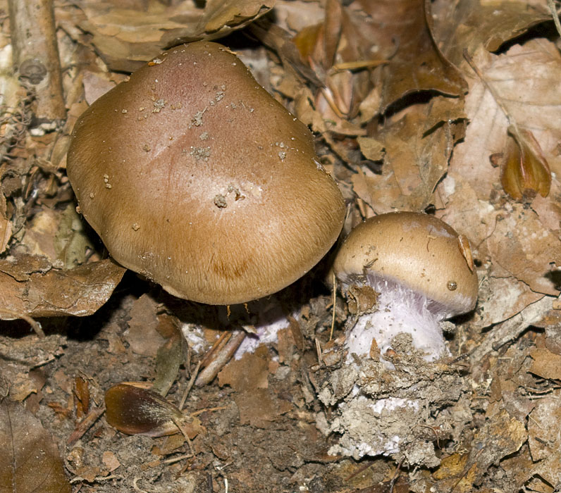 IMGP7633 Schleierling Cortinarius xxxF.jpg